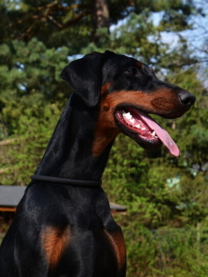 © Od Dvou Lvů kennel [Latifa Od Dvou Lvů]